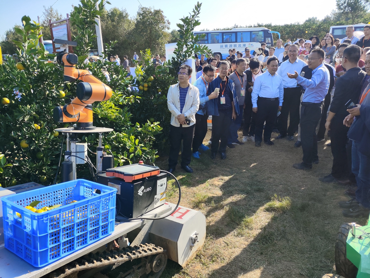 国家柑橘产业技术体系、我校海燕策略研究线路一教授李善军现场讲解展示柑橘采摘机器人（供图人 通讯员 鲍秀兰）